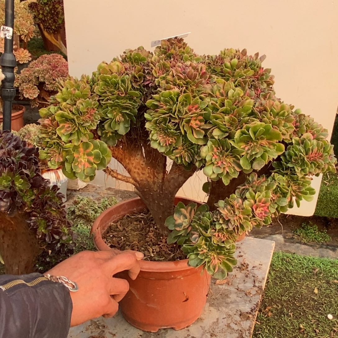 微瑕多肉1778号香妃缀化