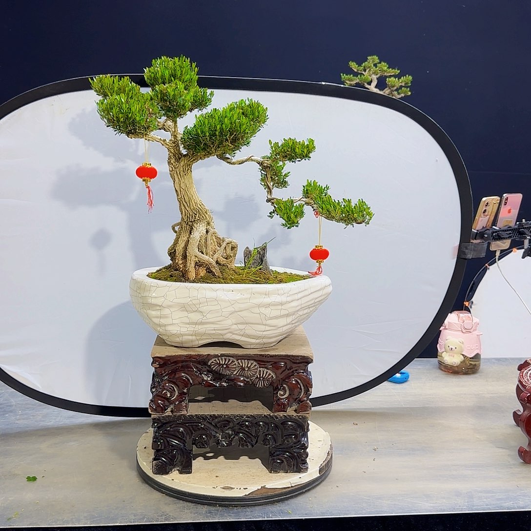 黄杨高端黄杨盆景