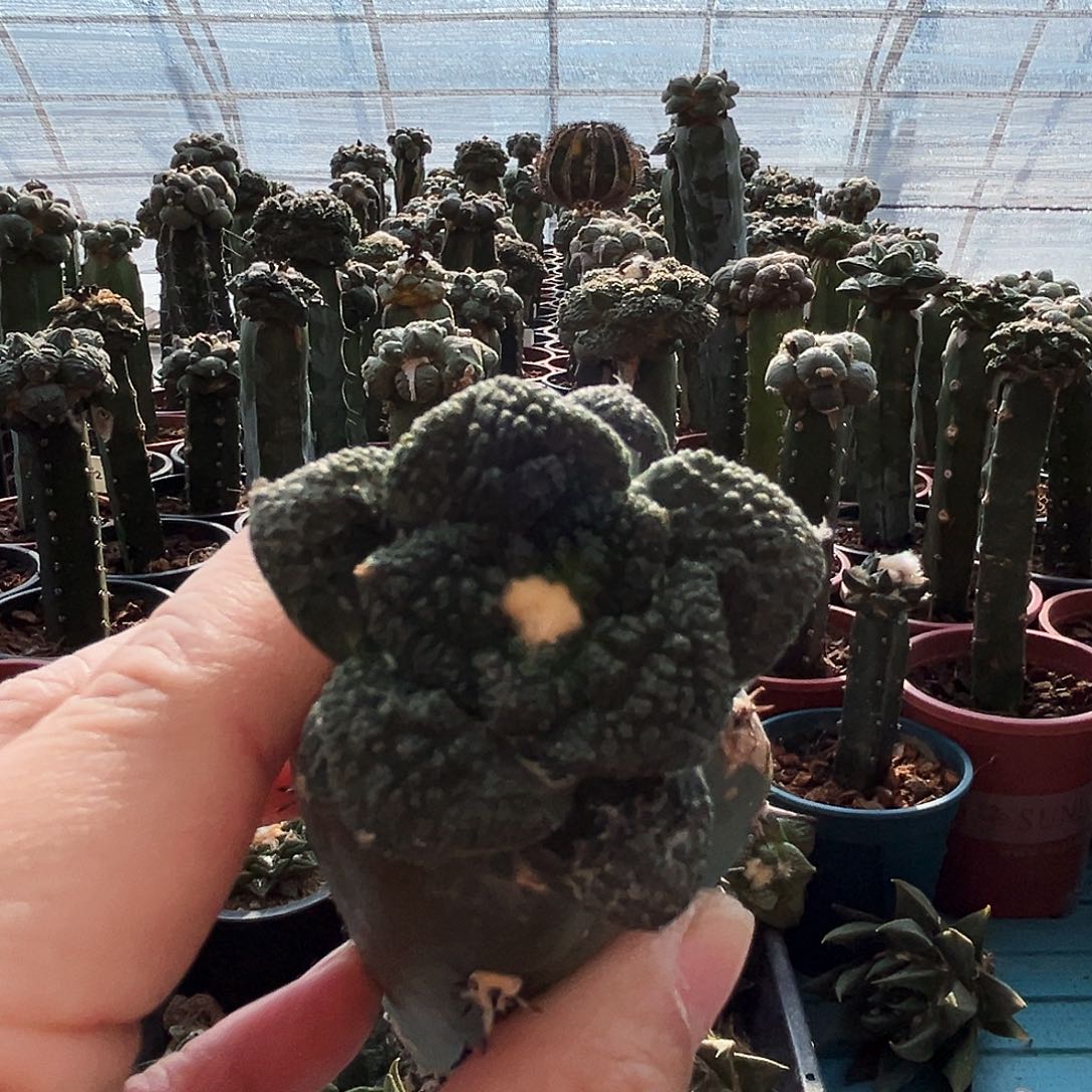 666哥斯拉牡丹新年快乐mmm