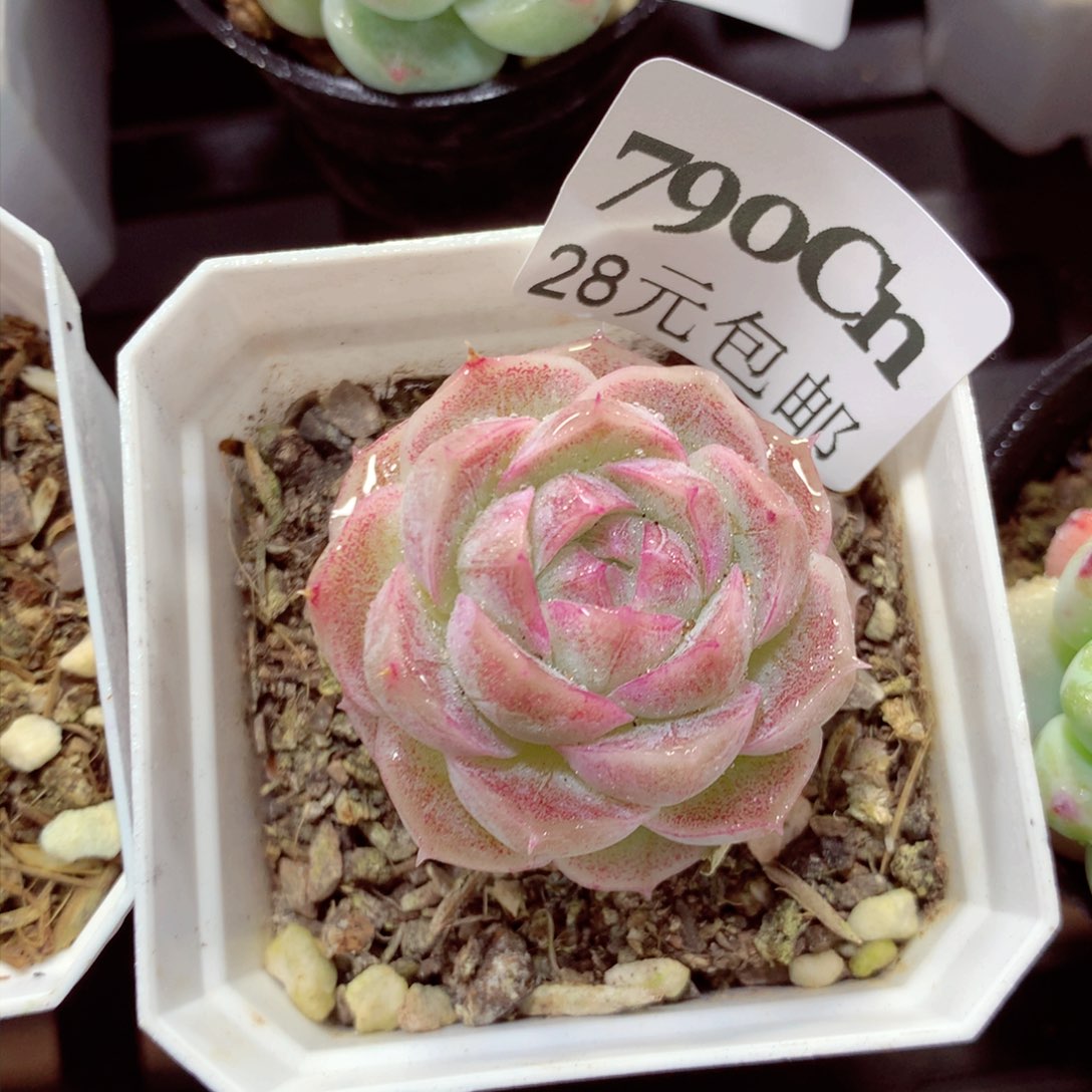 5厘米盆精控多肉790