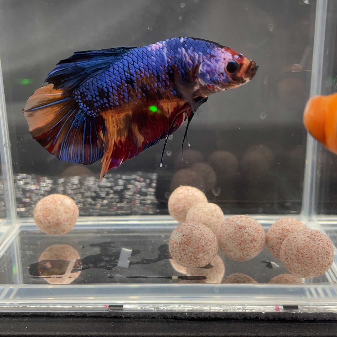 斗鱼12.9 巨斗将军 012