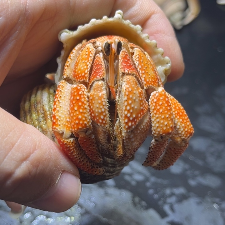 闪5号毛球2.8口径