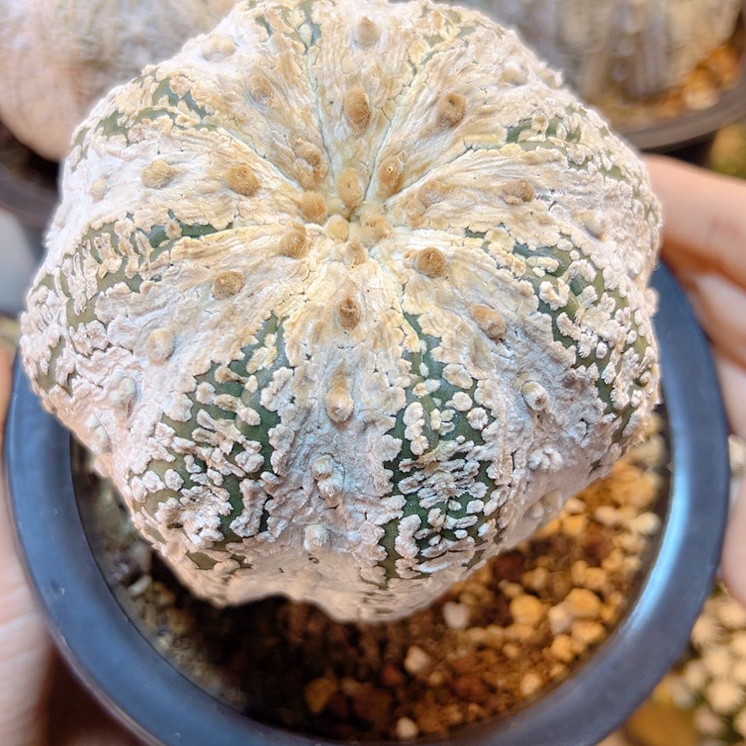 晚15号自根海星超兜带盆10.4公分