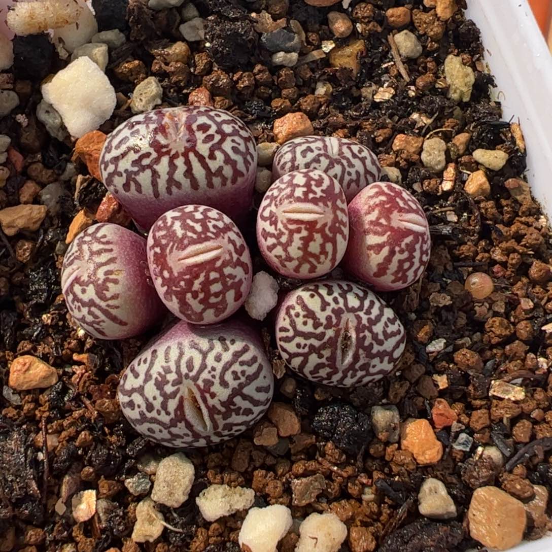 752多肉植物百科