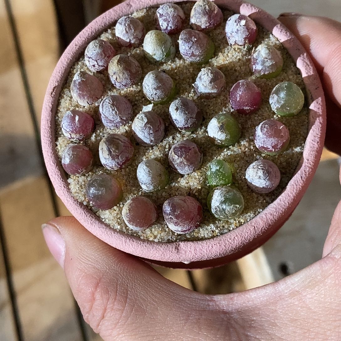 25377。  一组灯泡。  