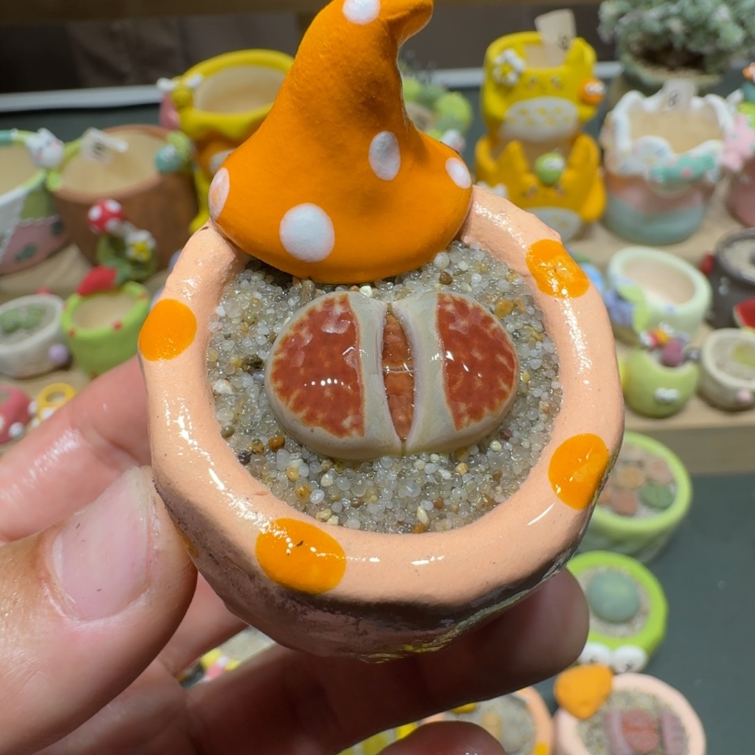 红陶蘑菇587冰橙