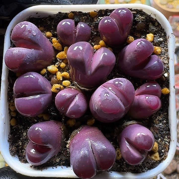 生石花1111111。   126