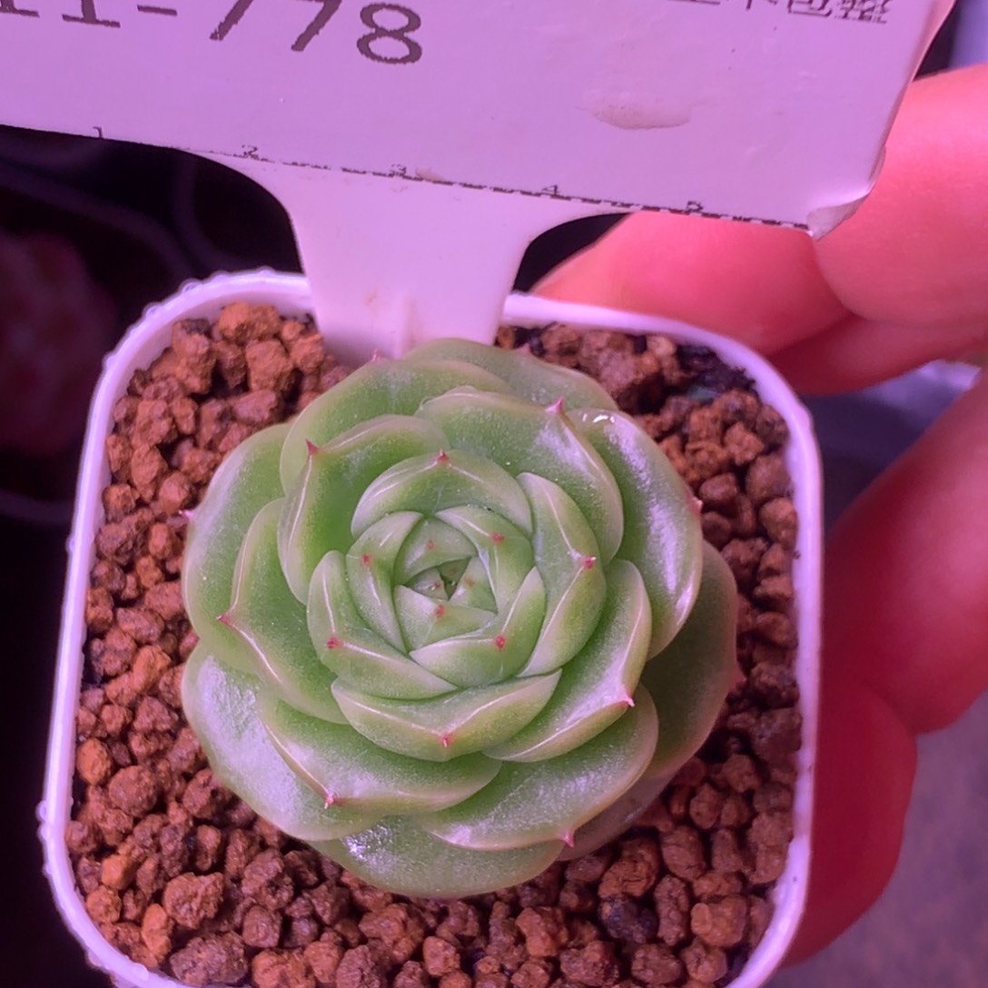 麦秆优选精品多肉58包邮