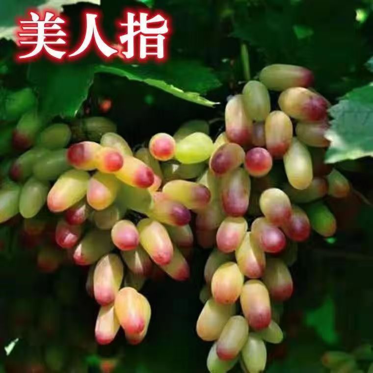 葡萄苗葡萄树苖特大巨峰夏黑蓝宝石阳光玫瑰红提北南方种植果树苗