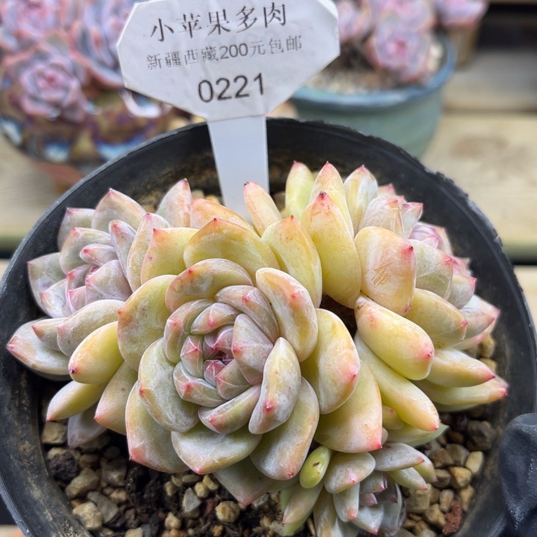 黄底紫心221/11cm4头