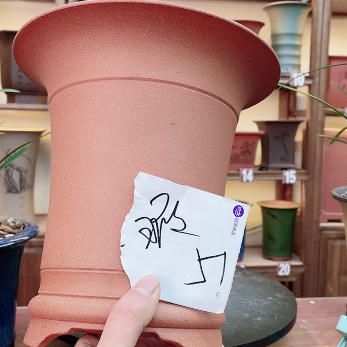 【闪购商品】紫砂花盆落**山兰花75568885588888568