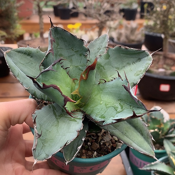 242蓝鲸15公分6666666666