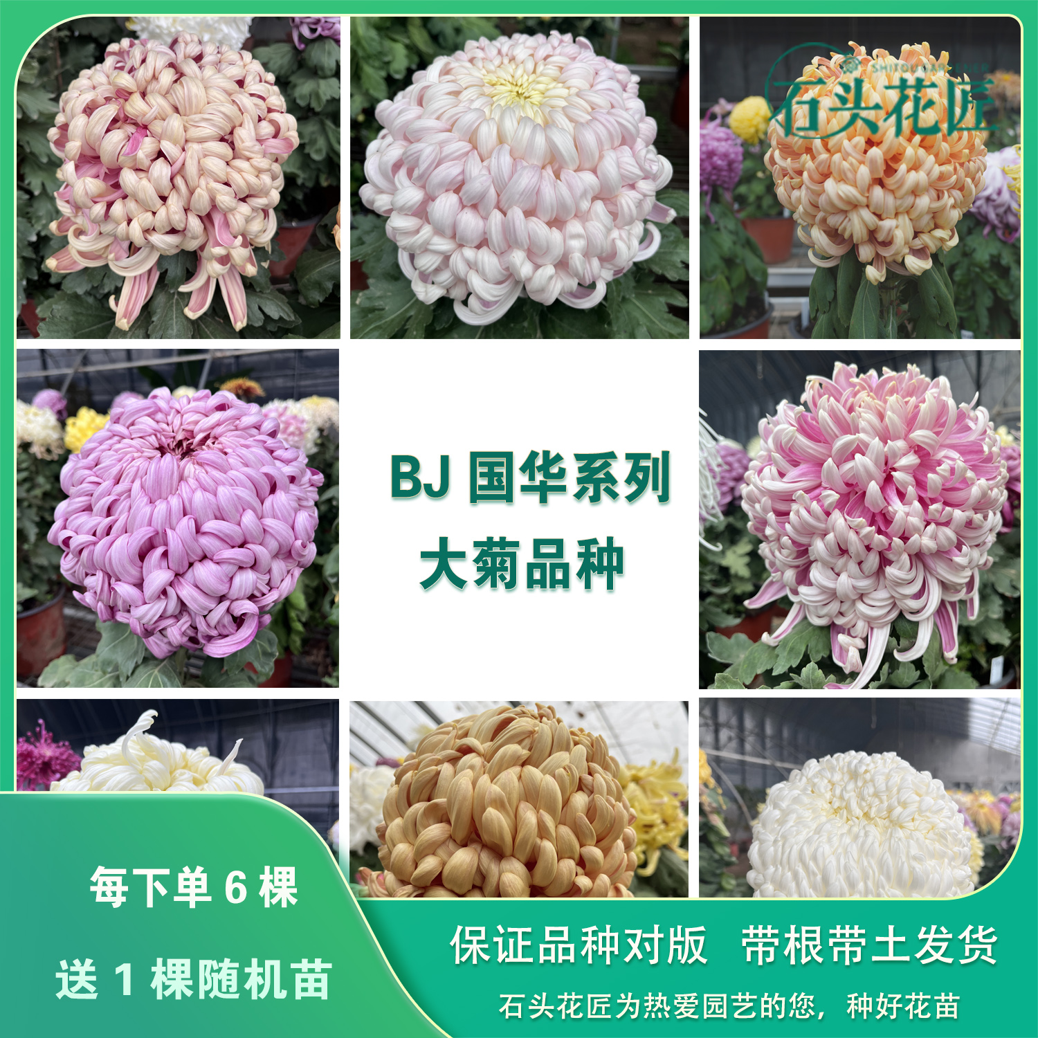 石头花匠传统大菊苗 国华34个品种 国华提灯 独本菊花多年生宿根 