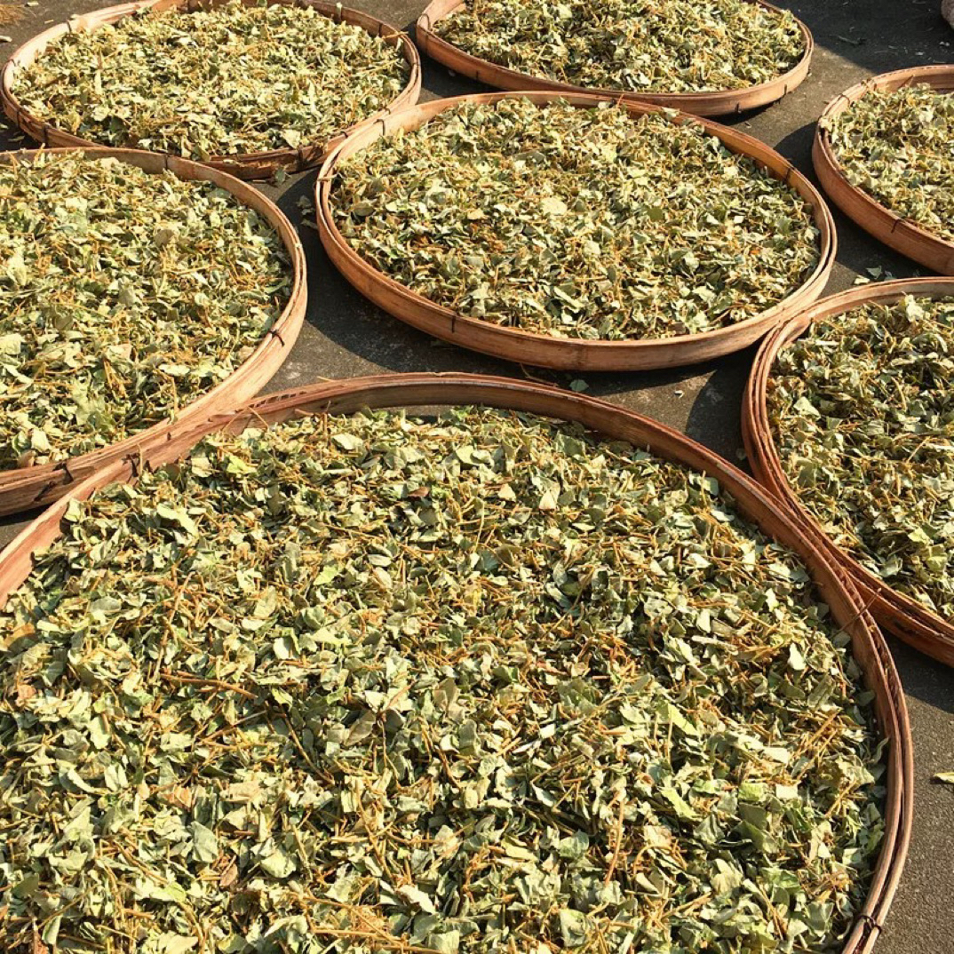 金钱草500克2025年新茶精选大叶金钱草促石伴侣两广凉茶