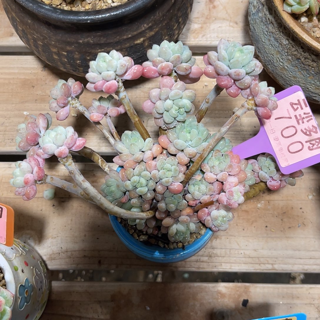 T***এ云尘多肉一物一拍 不含盆 700,