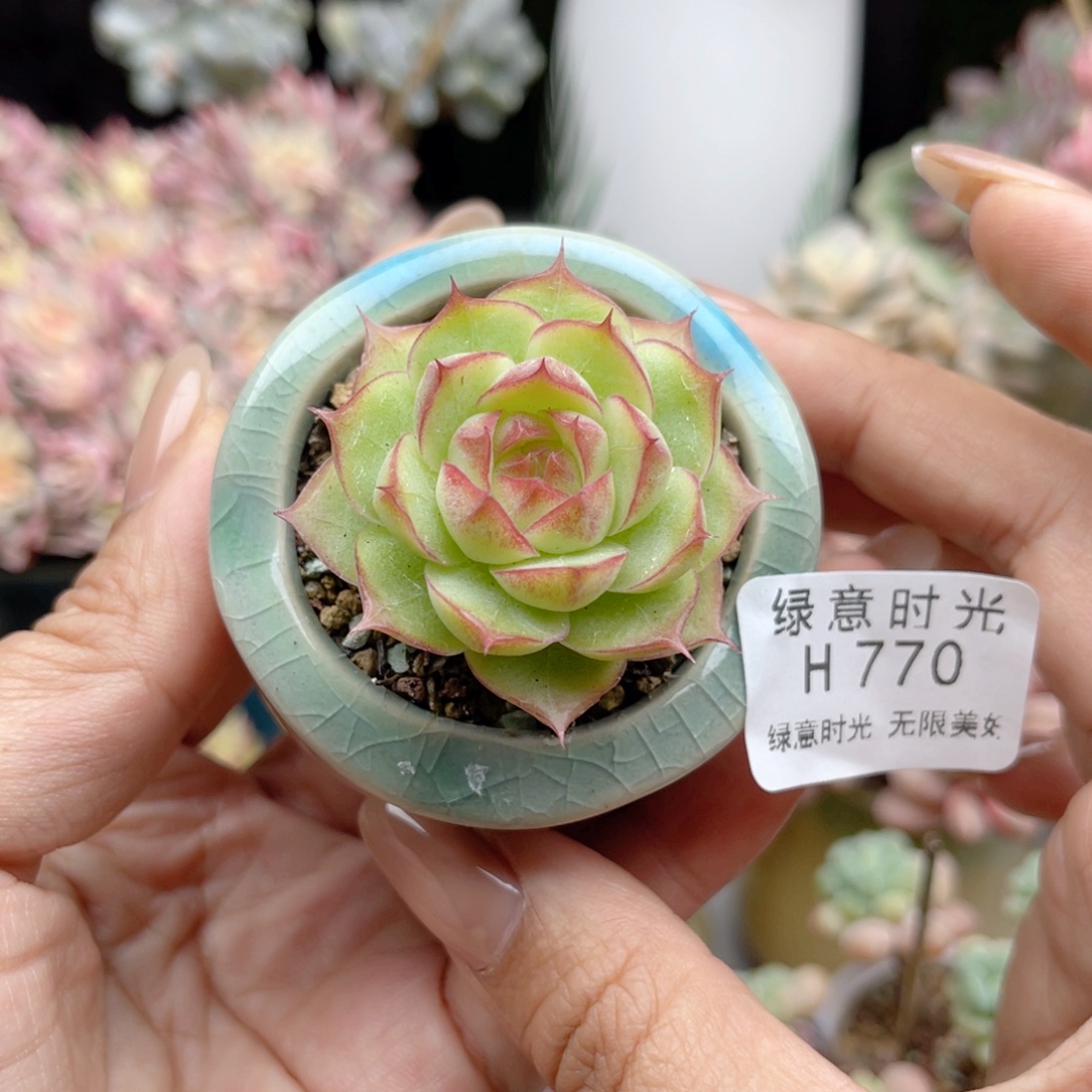 770 女王 带陶瓷盆发货 满28包邮