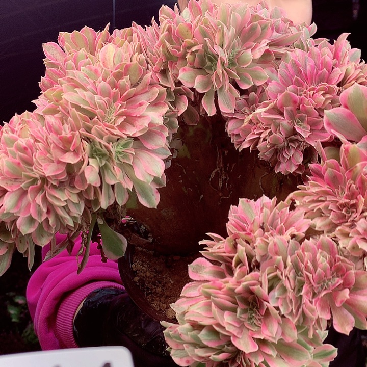 柒柒精品多肉脱土发货不包断侧枝914