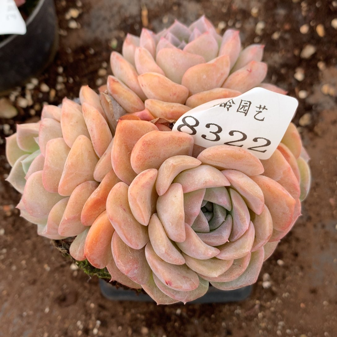 8322杂交多肉老桩