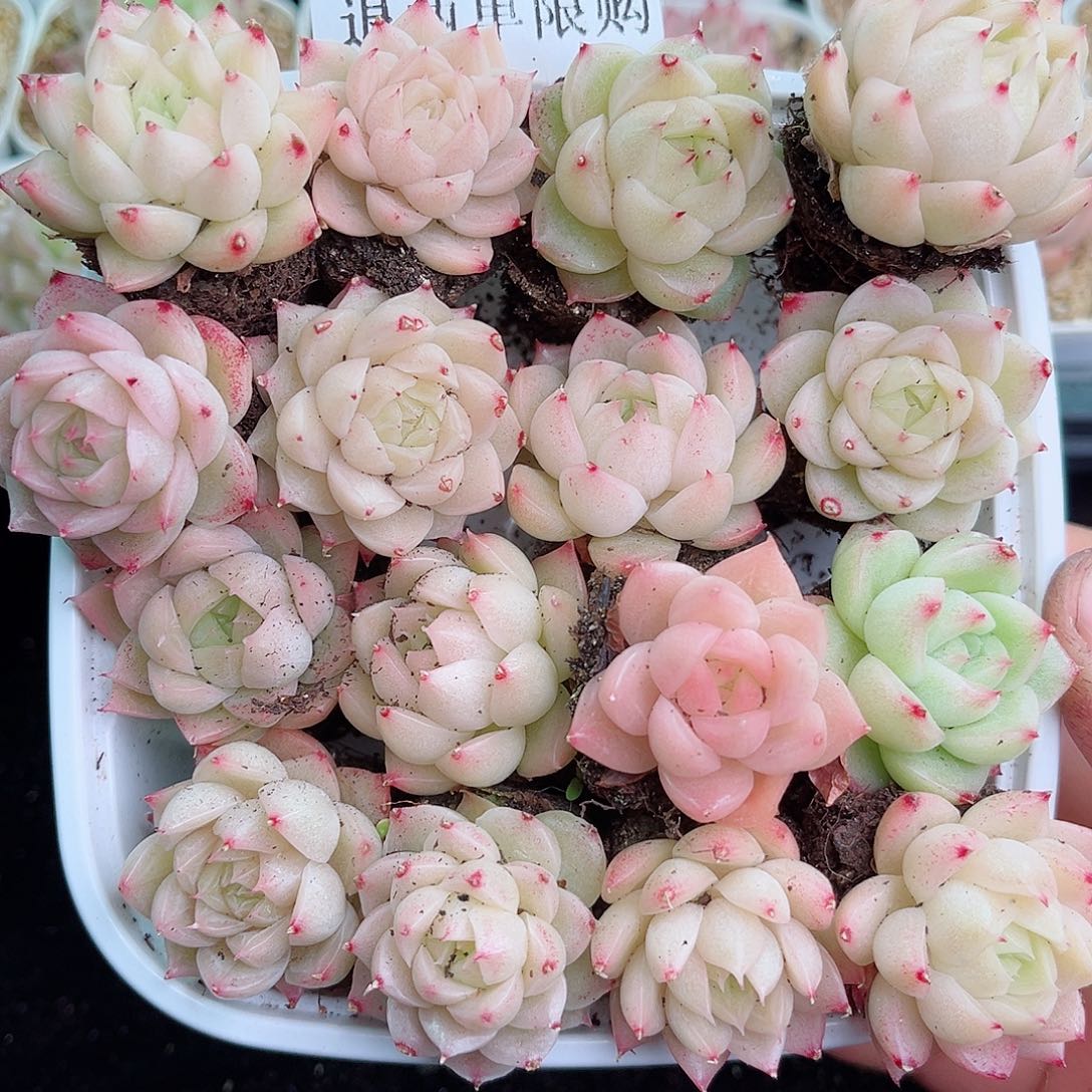 1-12 新疆西藏内蒙不发12.8包邮2-3公分