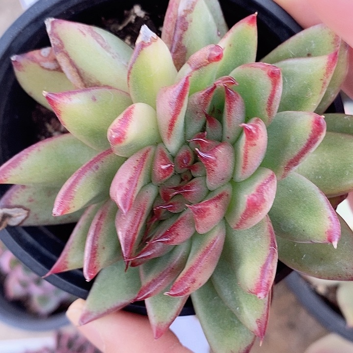 不知名一物一拍，