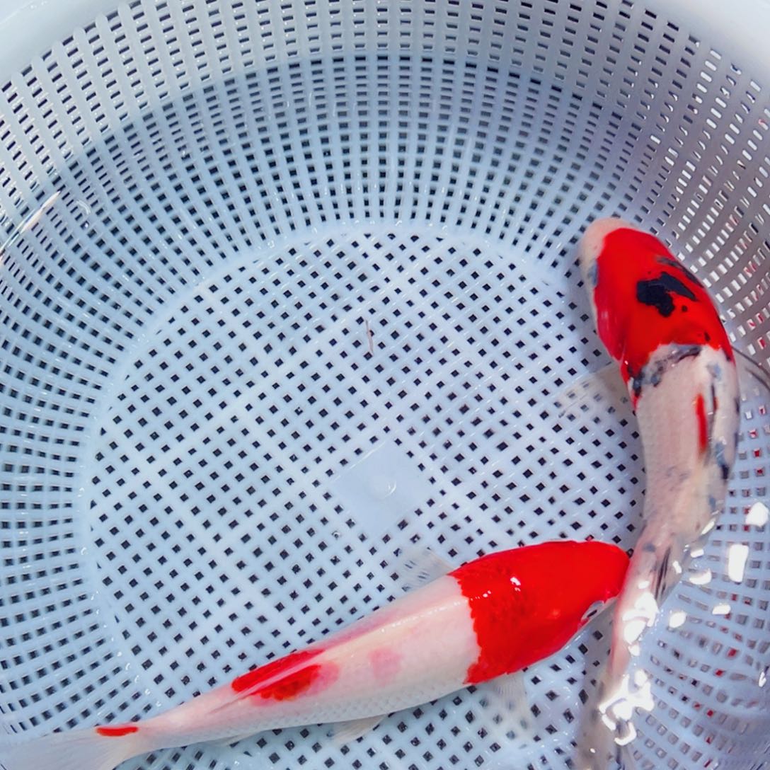 巷***里锦鲤锦鲤观赏鱼1111