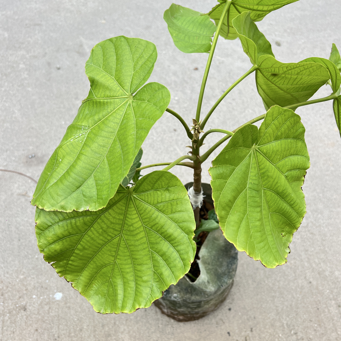 新品椰柿椰蜜果地栽盆栽