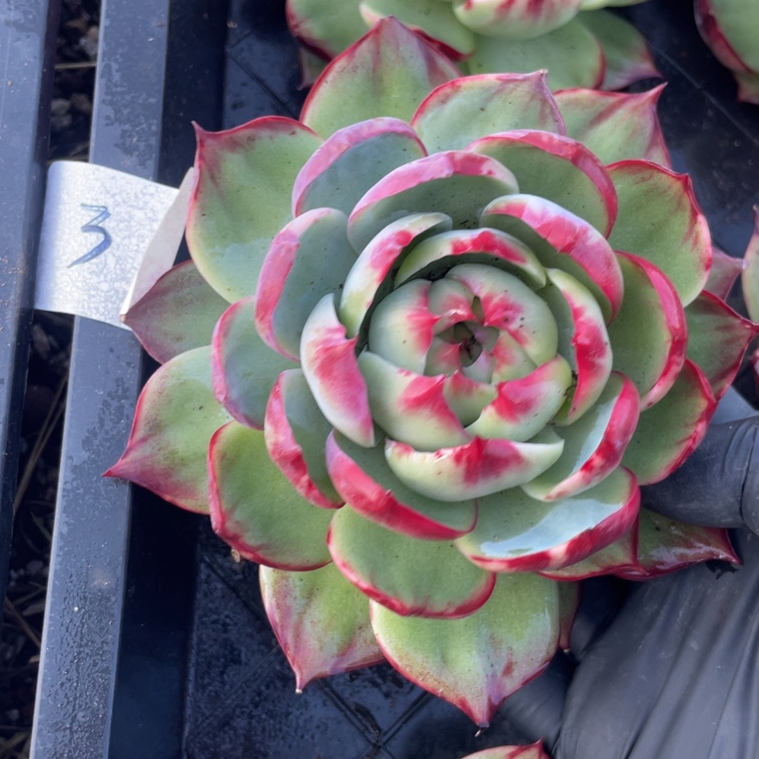 惊鸿仙子3一物一拍