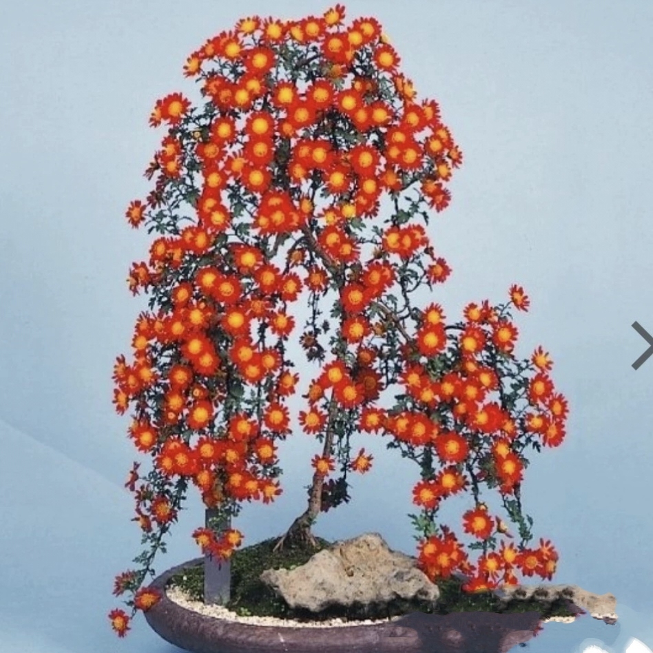 迎春花专拍直播间