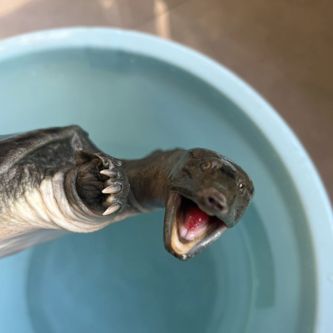 特朗普爱吃的鲜活野甲鱼 秋季美食