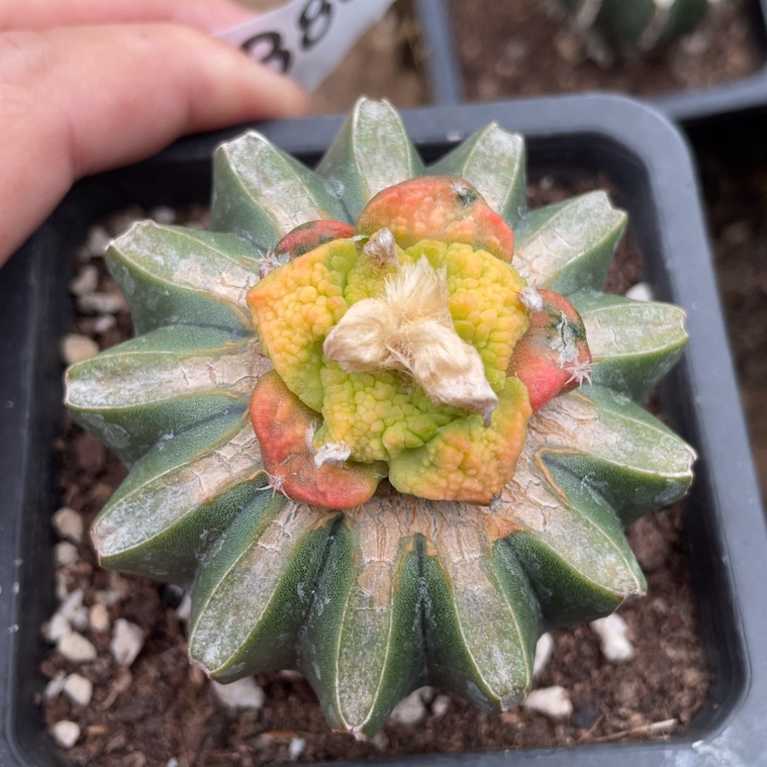 丸犹菜花牡丹锦383 仙人球