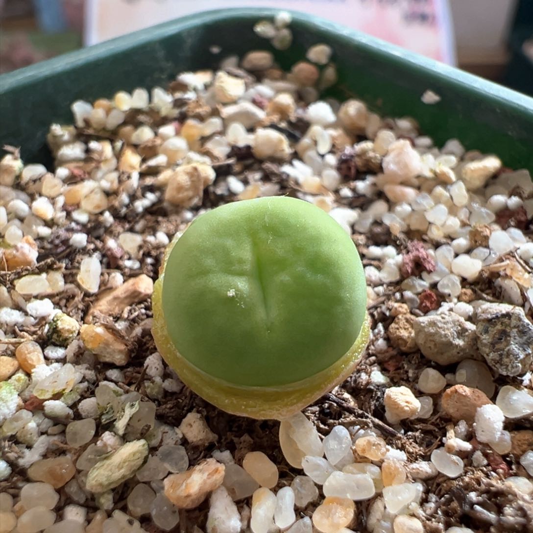 813。优选红嘴杂。毛嘴