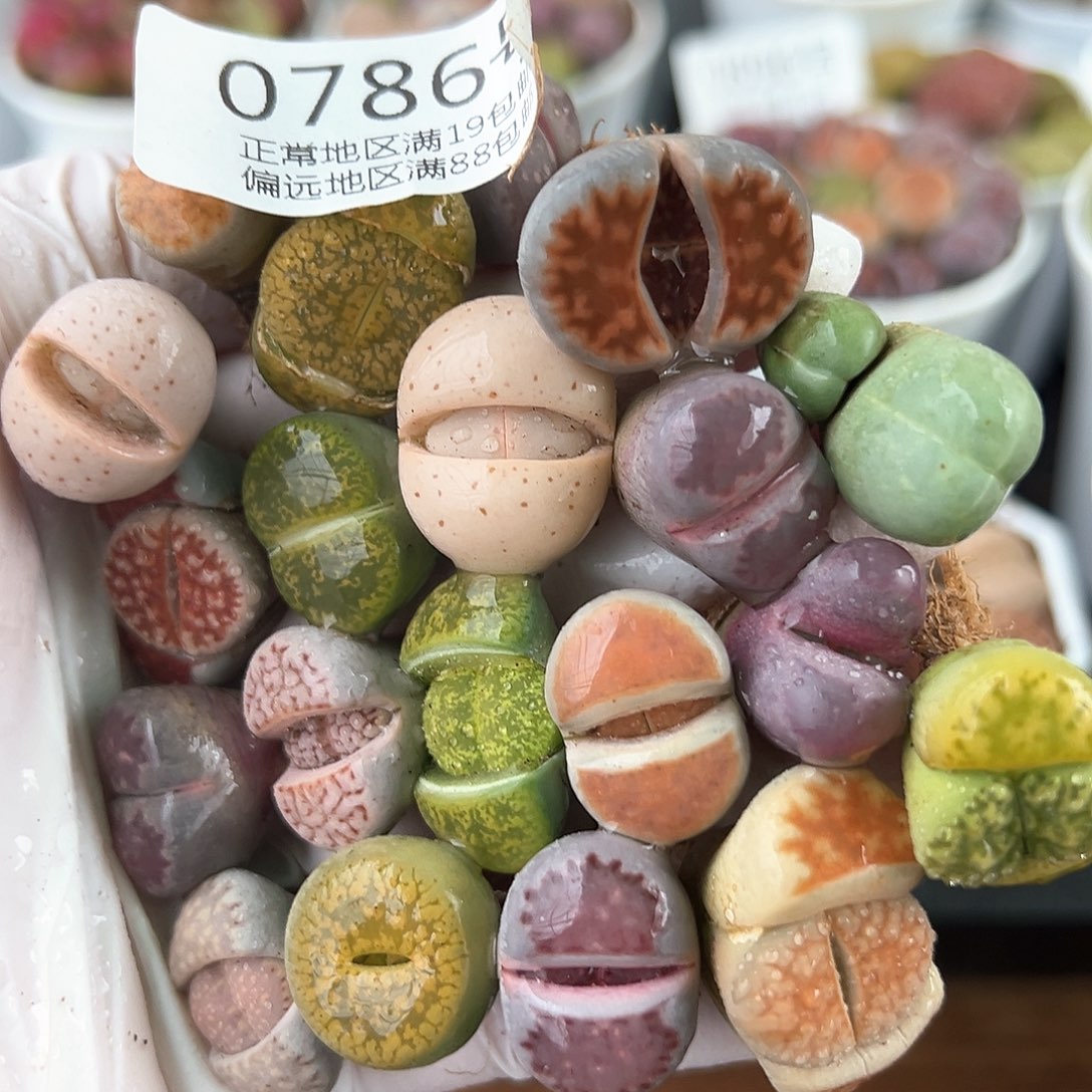 好养易活生石花大母本0786共20颗
