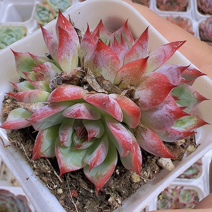 吉娃娃群19包邮多肉