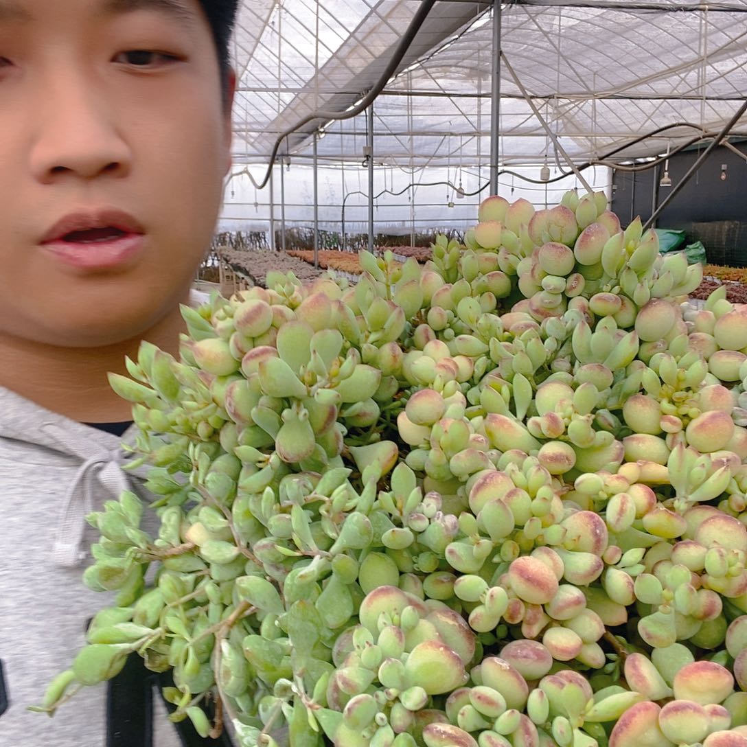 超大号巨无霸达摩福娘带盆土