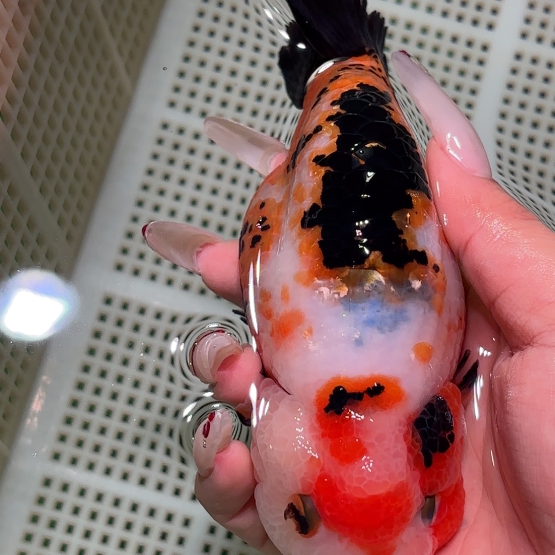 喊***王金鱼拍包装包邮，不拍包装运费到付