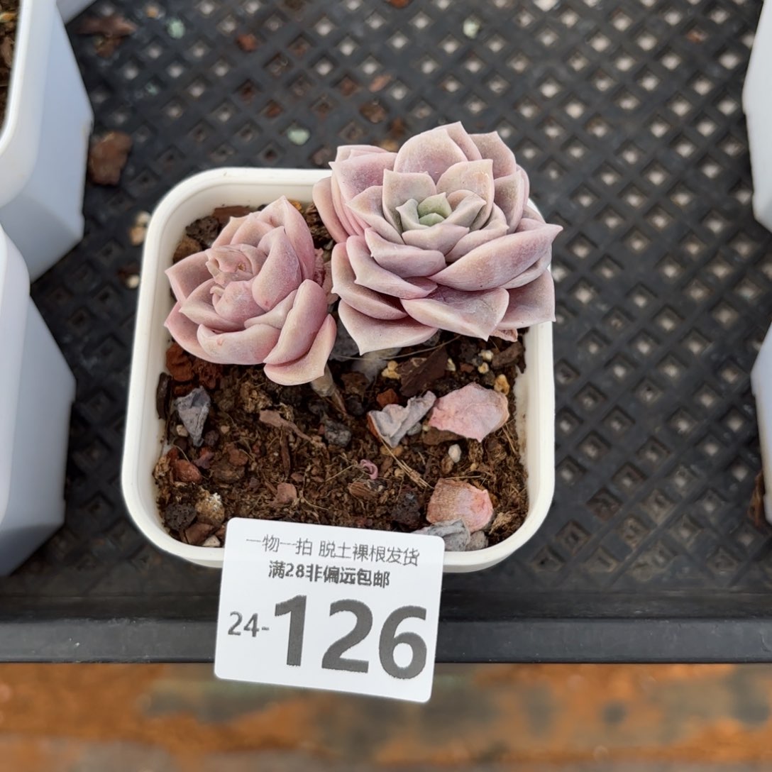 可爱玫瑰多肉多肉