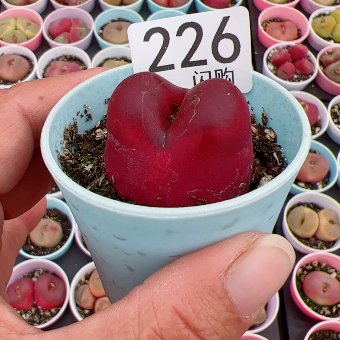 无花朵懒**情我很喜欢这个K226