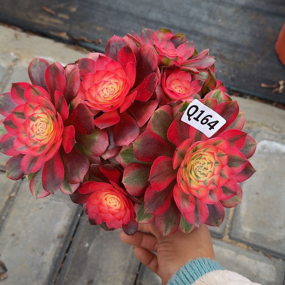 164荔枝44冠服17.9左右像丛林小颗的