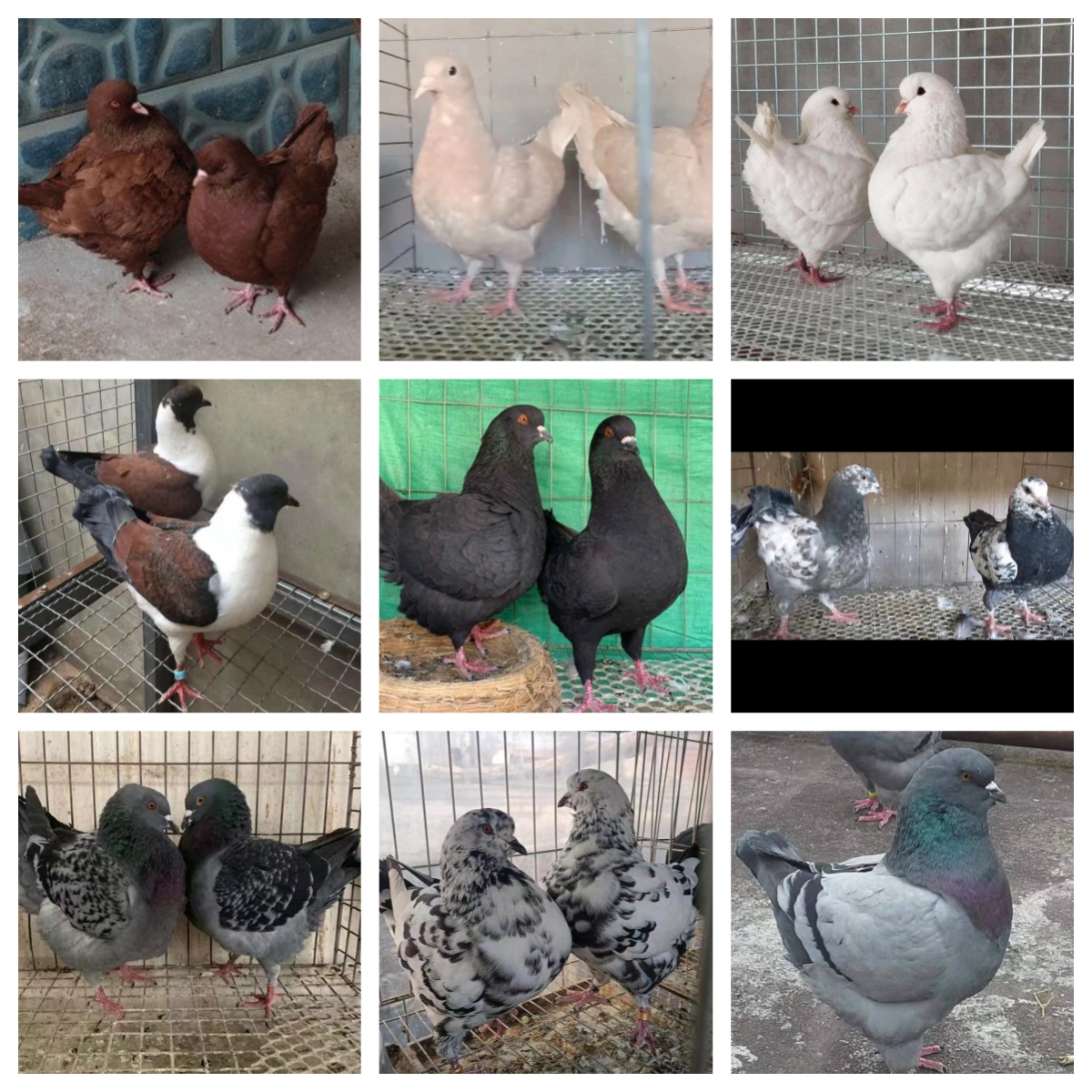 精品元宝圆环摩登青年鸽种鸽观赏直播间专用链接