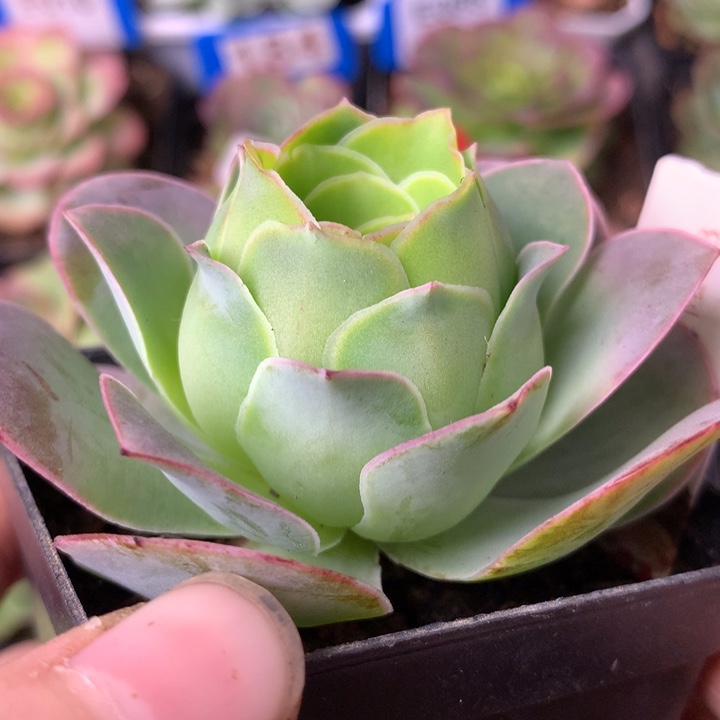 一物一拍星辰金凌623