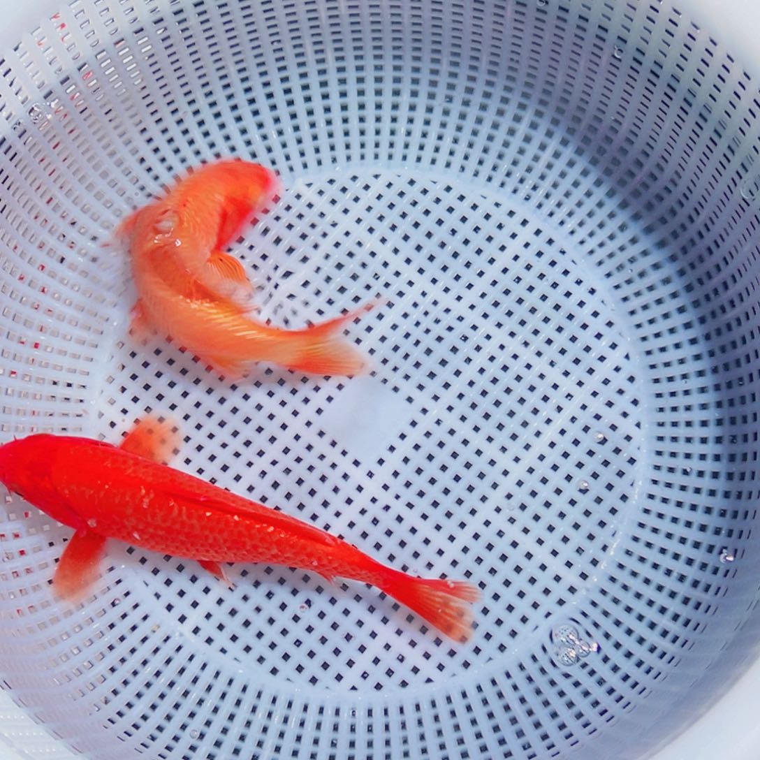 锦鲤锦鲤观赏鱼8888
