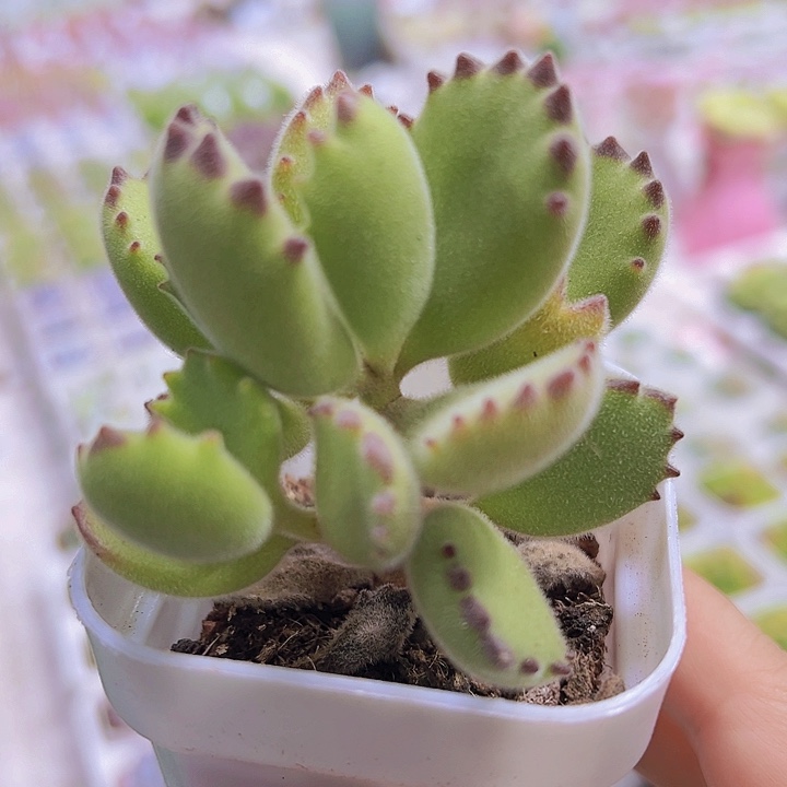 绿熊19包邮多肉植物