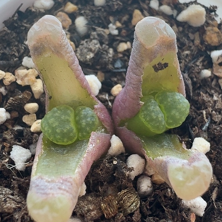老马生石花磁铁2512