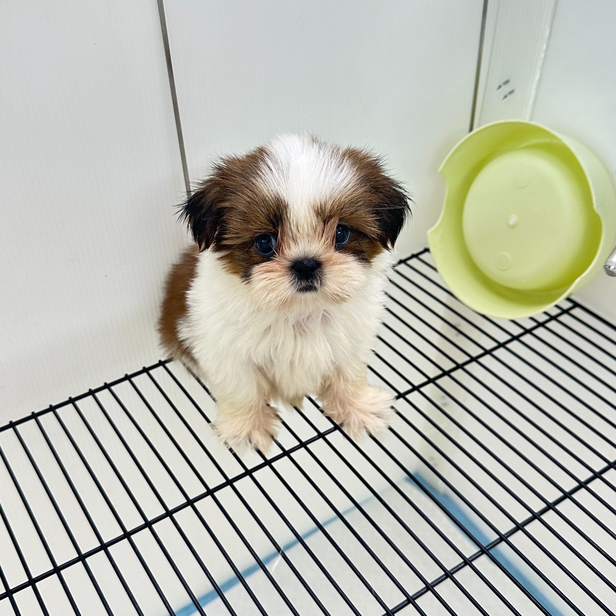 【云端犬舍】01糖糖-西施妹妹