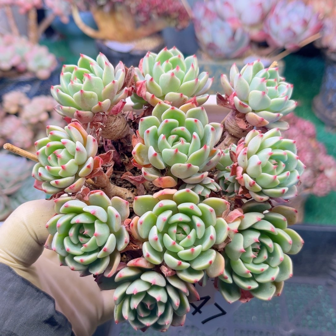 大1347，b x b cb b b n