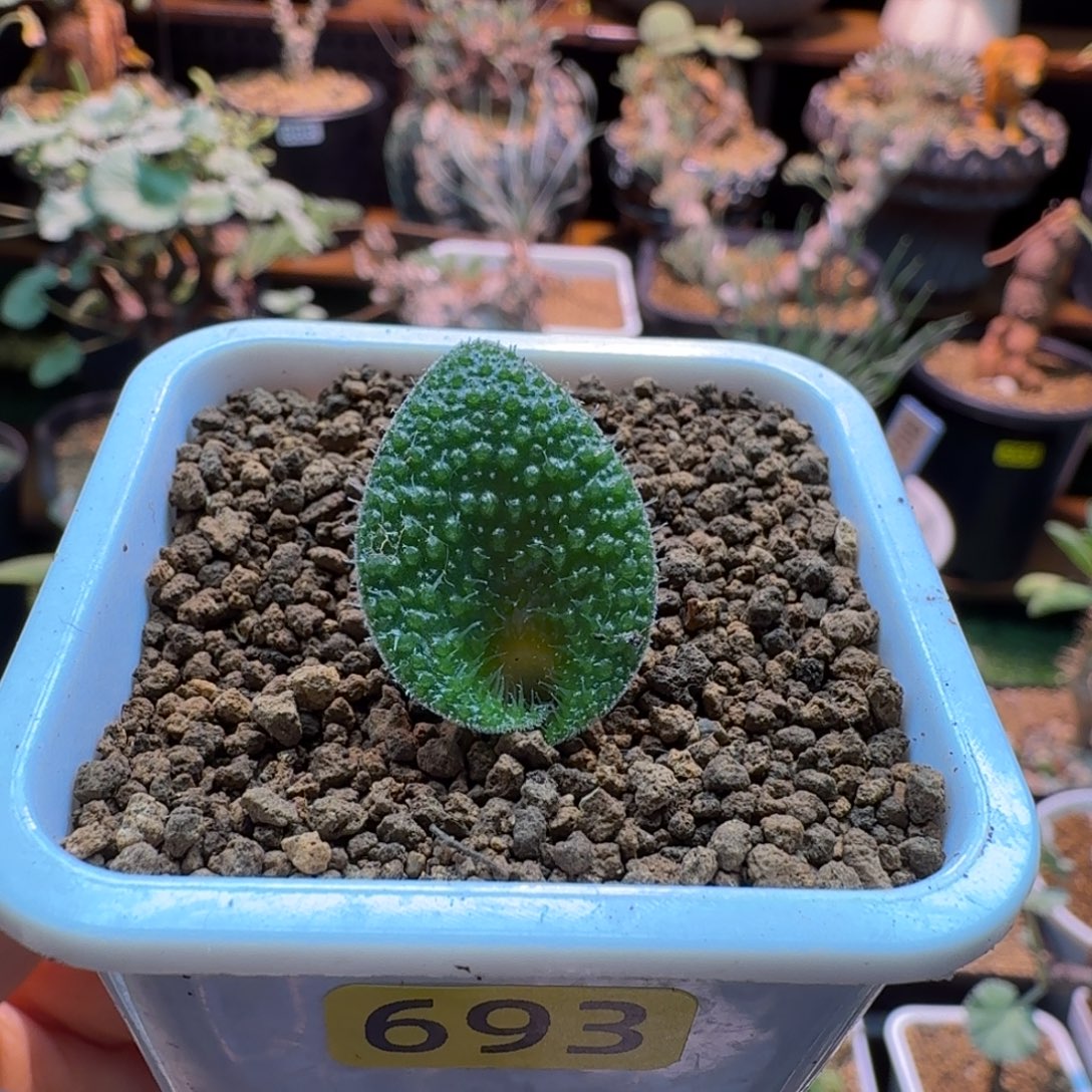 毛叶立金花693 仙人掌