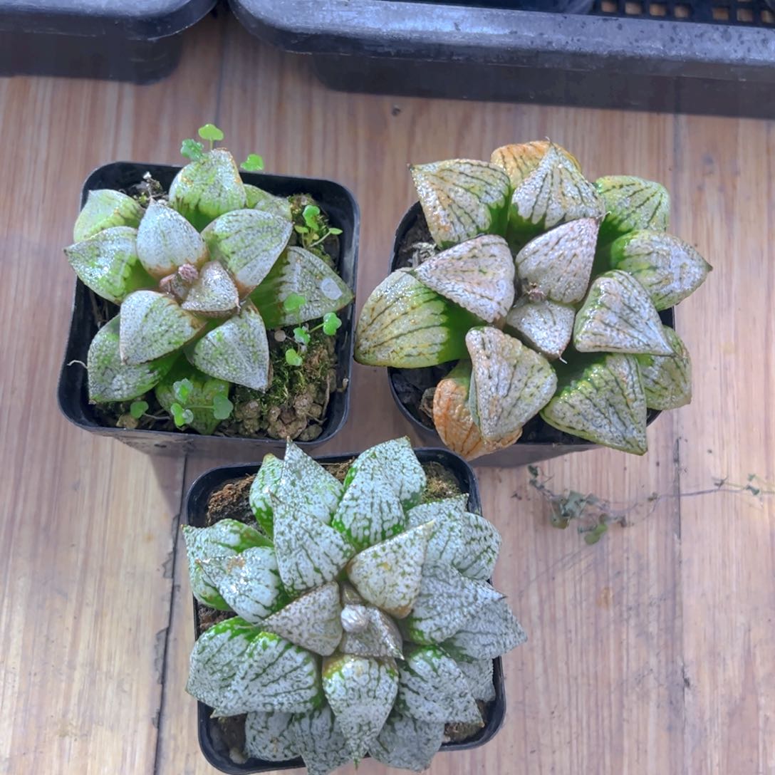 实生白银玉露多肉一颗