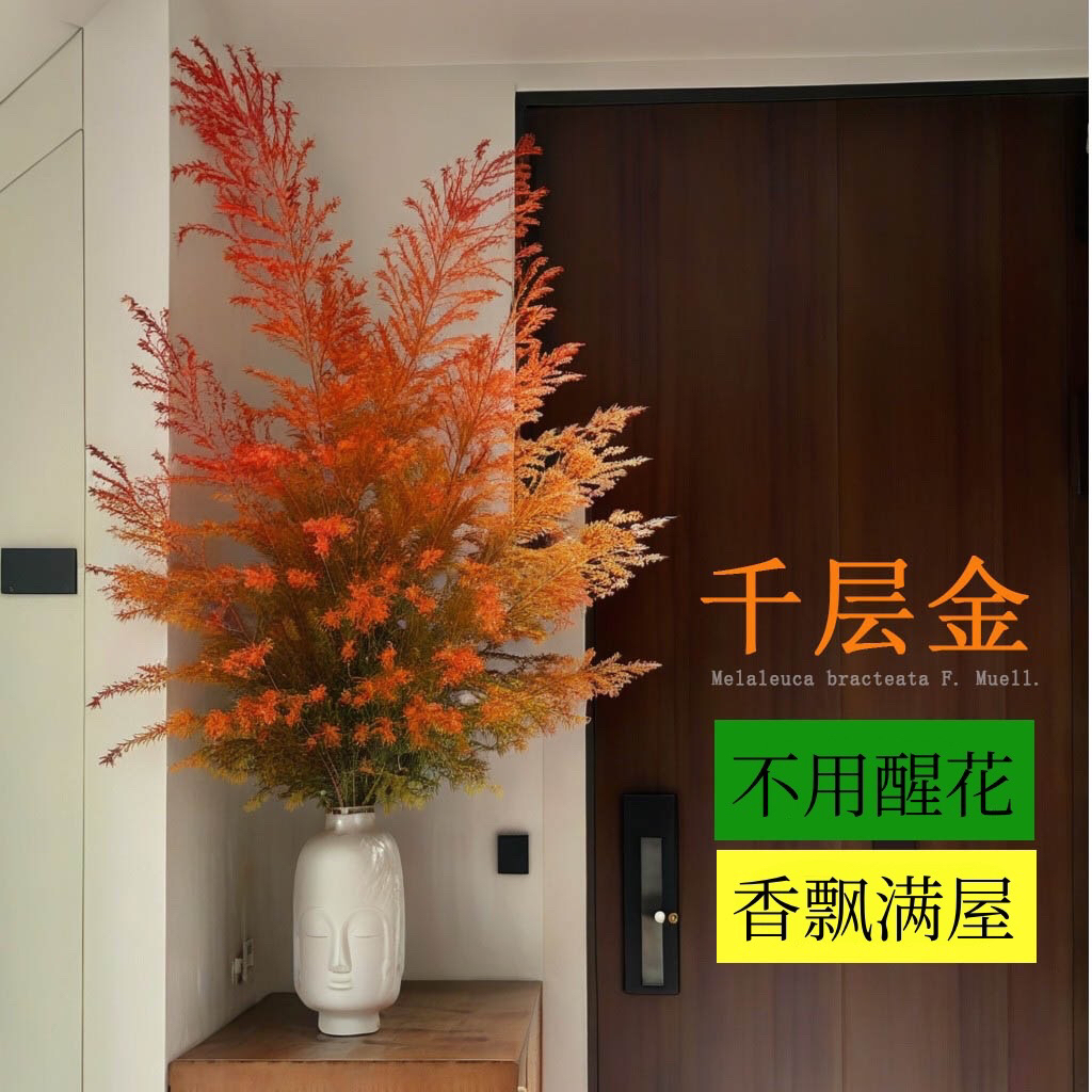 秋日鲜切枝千层金吸色鲜花可风干变干花懒人植物