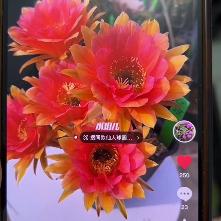 仙人球侧芽歪cc235