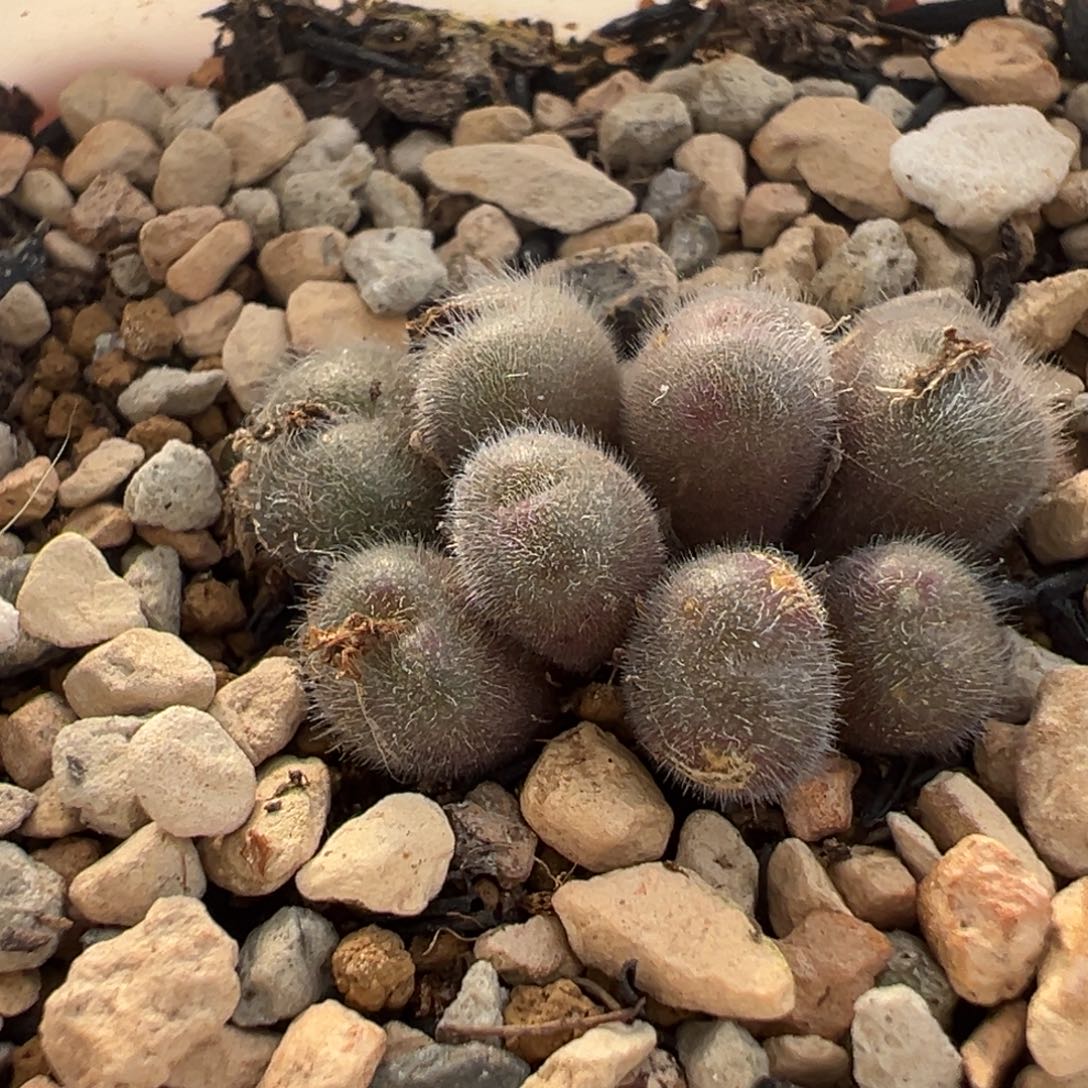 176多肉植物种类多样